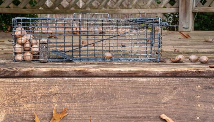 Professional Wildlife Control specialists in Rock Hill ensuring safe removal and prevention