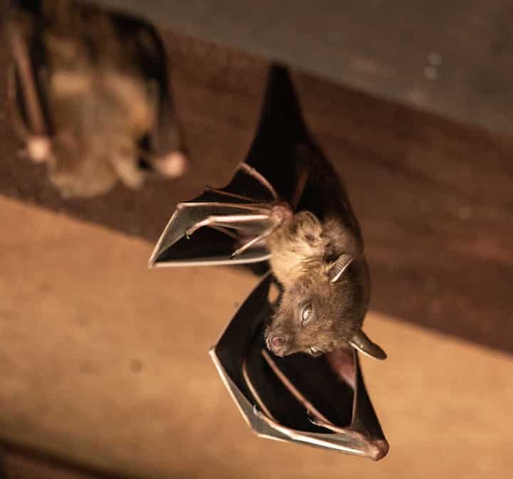 Expert bat removal services for a safe and humane solution in Rock Hill